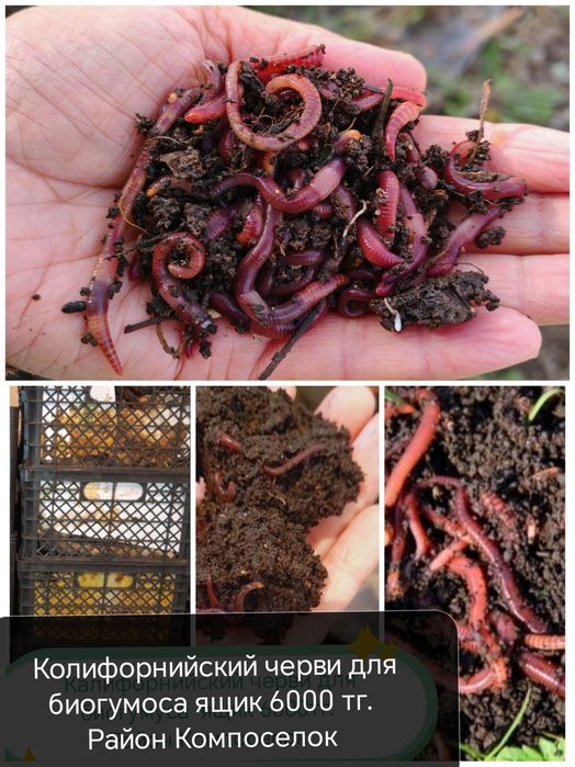 Гүлдер Цветы район Компоселок