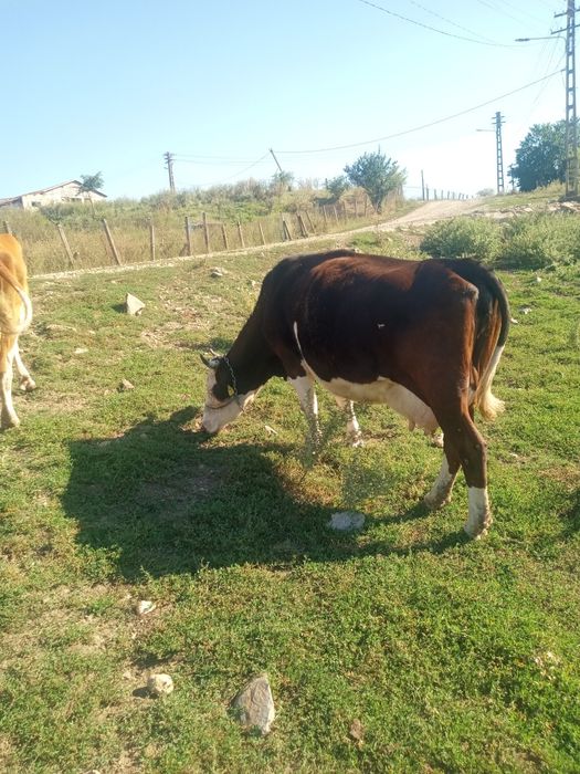Vînd două vaci una în luna a noua și una cu lapte