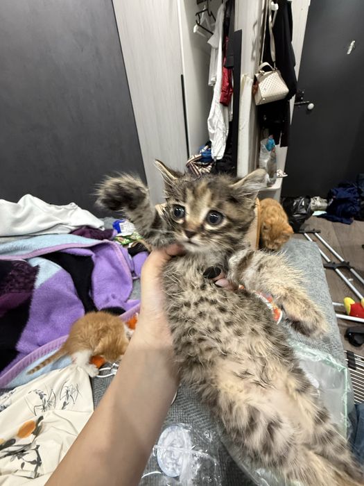 Отдам котят маленьких