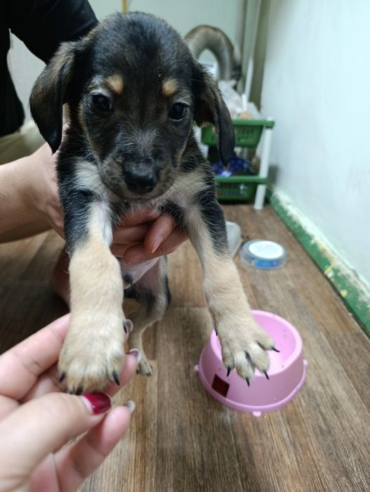 Отдам щенят в хорошие руки