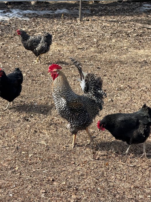 Продам петушков