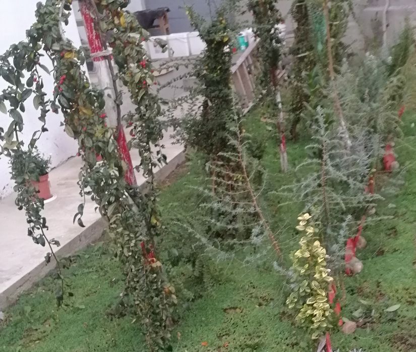 Plante ornamentale de grădină, verzi tot anul: lavandă, euonymus, yuca