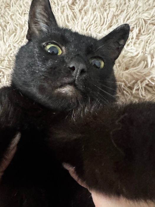 Отдам кота в хорошие руки