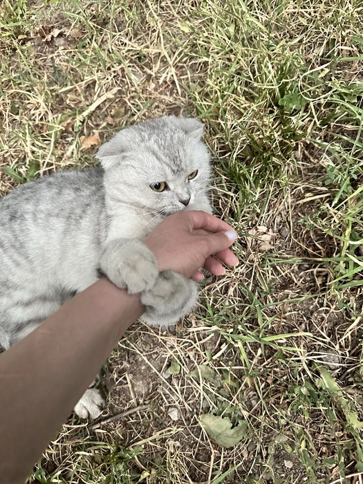 Шотланка в добрые руки