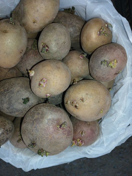 Семенной картофель