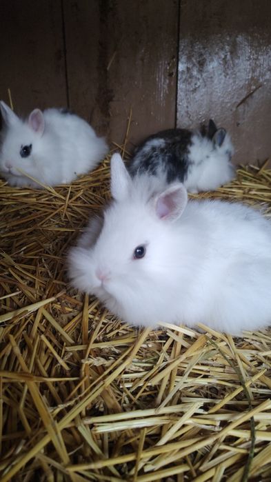 Vând iepurași cap de leu