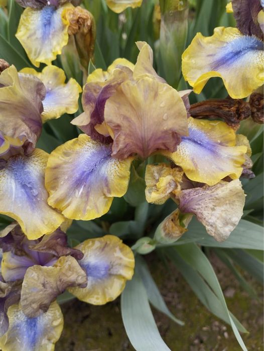 Карликовые ирисы