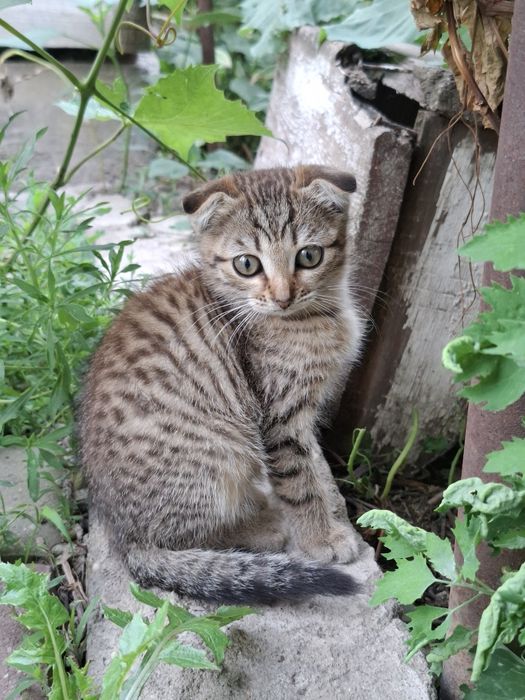 Отдам котят в добрые руки