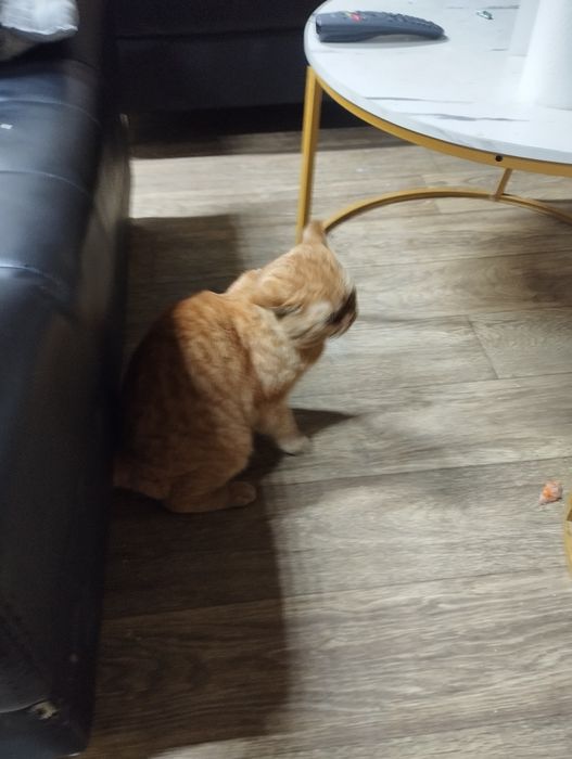 Mushuk erkak (Кот, мальчик) British fold