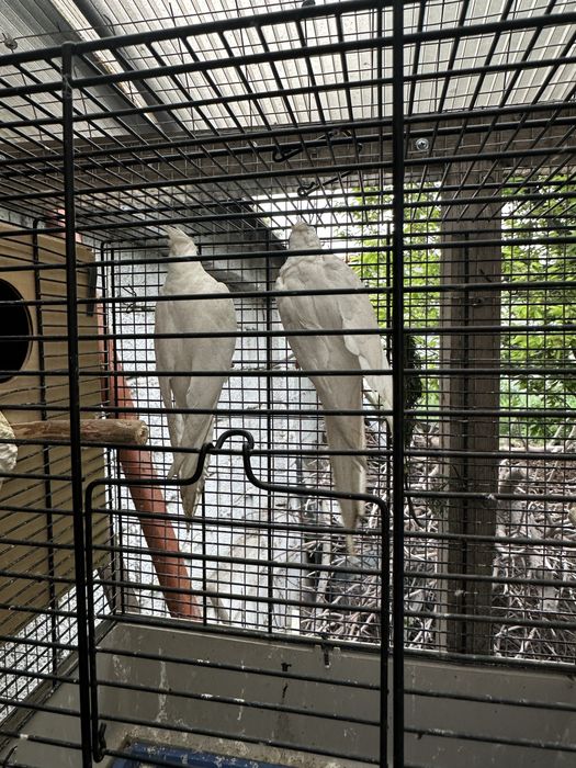 Karella dubai (albinos)