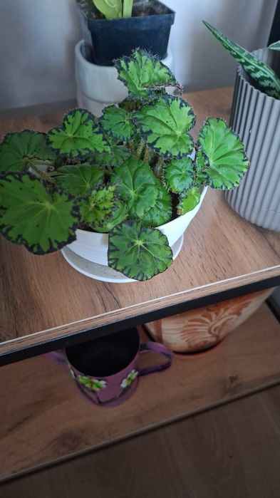 Продам комнатные цветы