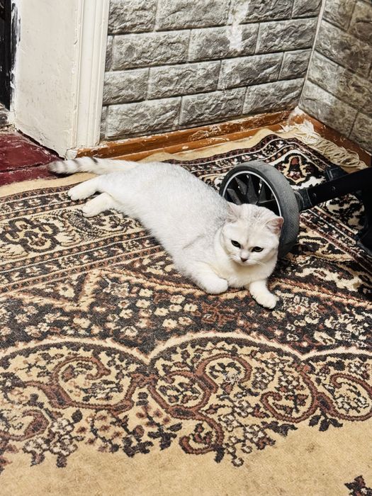 Готовяться к продаже серебристые шиншиллы