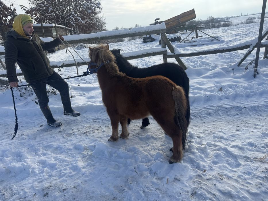 Vand  pereche de mini ponei