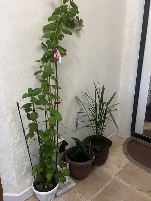 Продам комнатные цветы