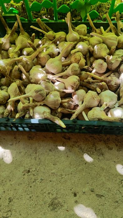 Продается домашний чеснок
