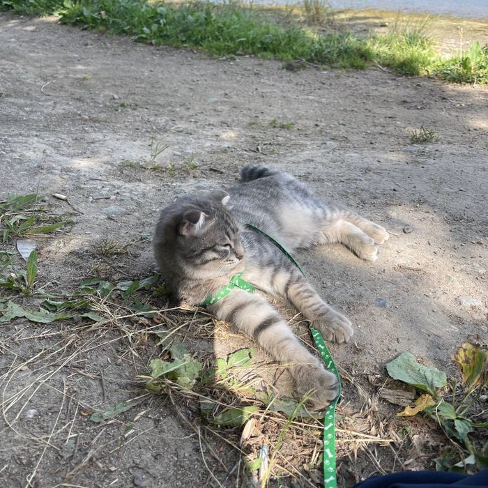 Кот котенок мальчик в самые любящие руки