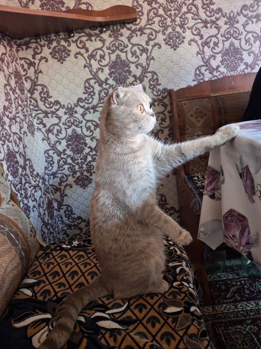 Британские  котята