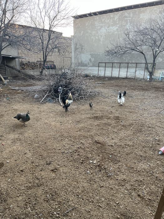 Брама и павлины куры