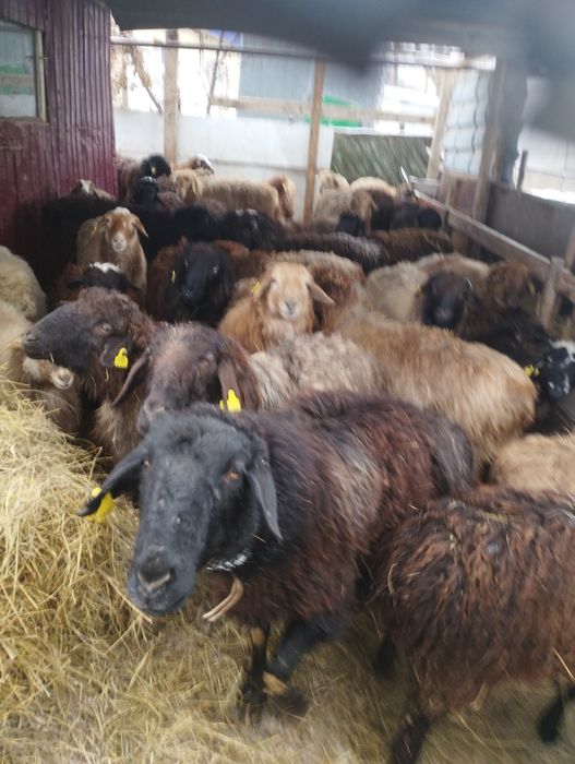 Койлар,токтылар сатылады