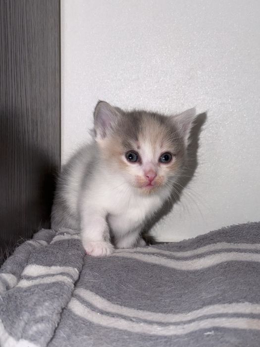 Отдам котят в добрые руки