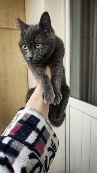 Отдам кошечку в добрые руки