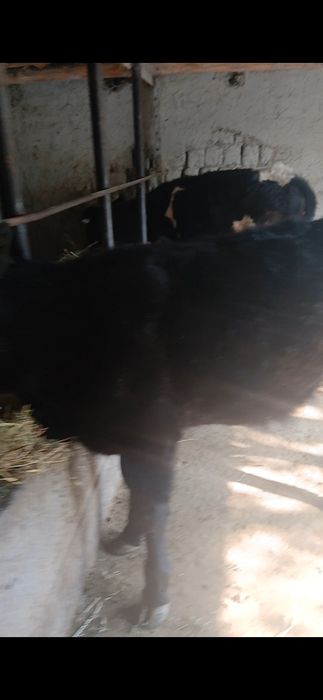 Таналар сотилади манзил самарканд жомбойда нархи 28 милон озрок ками б