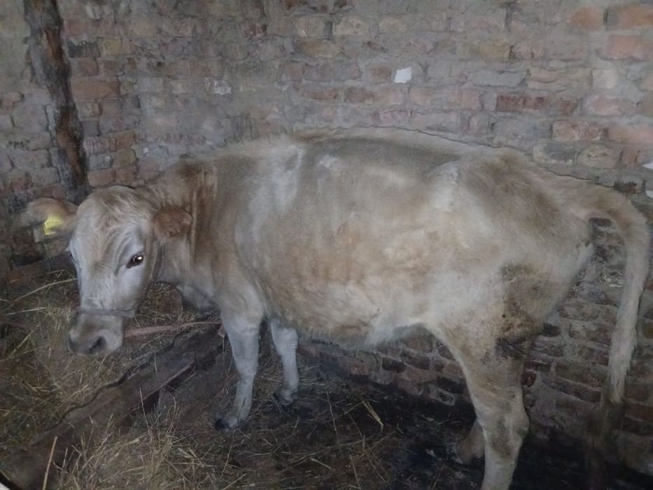 Сиыр корова с телёнок