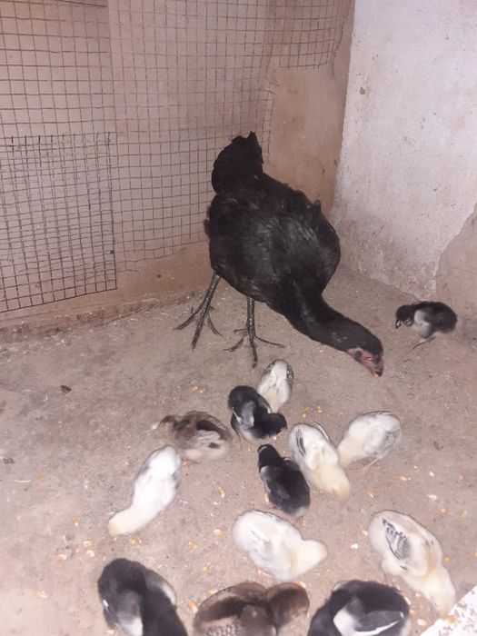 Дакан петухи