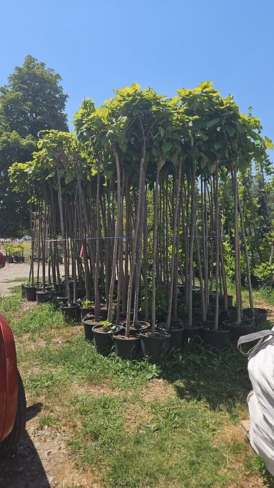 Artar  japonez  acer  catalpa