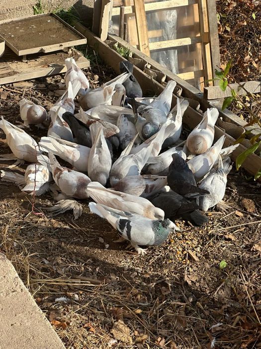 Голуби лохмоногие домашние