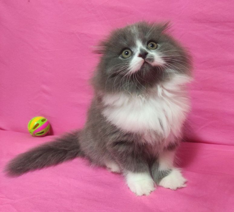 Пушистик Пончик, недорого, распродажа!