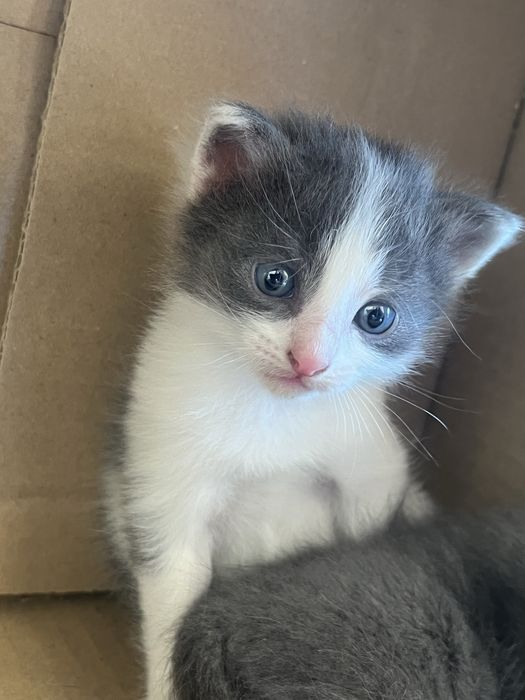 Отдам котят в добрые руки