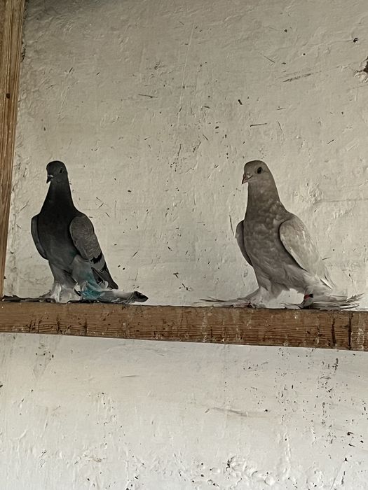 Продам сизых на греблях