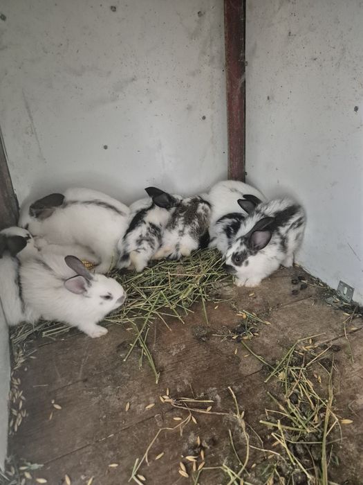 Disponibili iepurasi de rasa