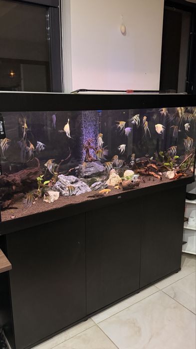 Vând acvariu Juwel 450 litri, complet echipat și funcțional.