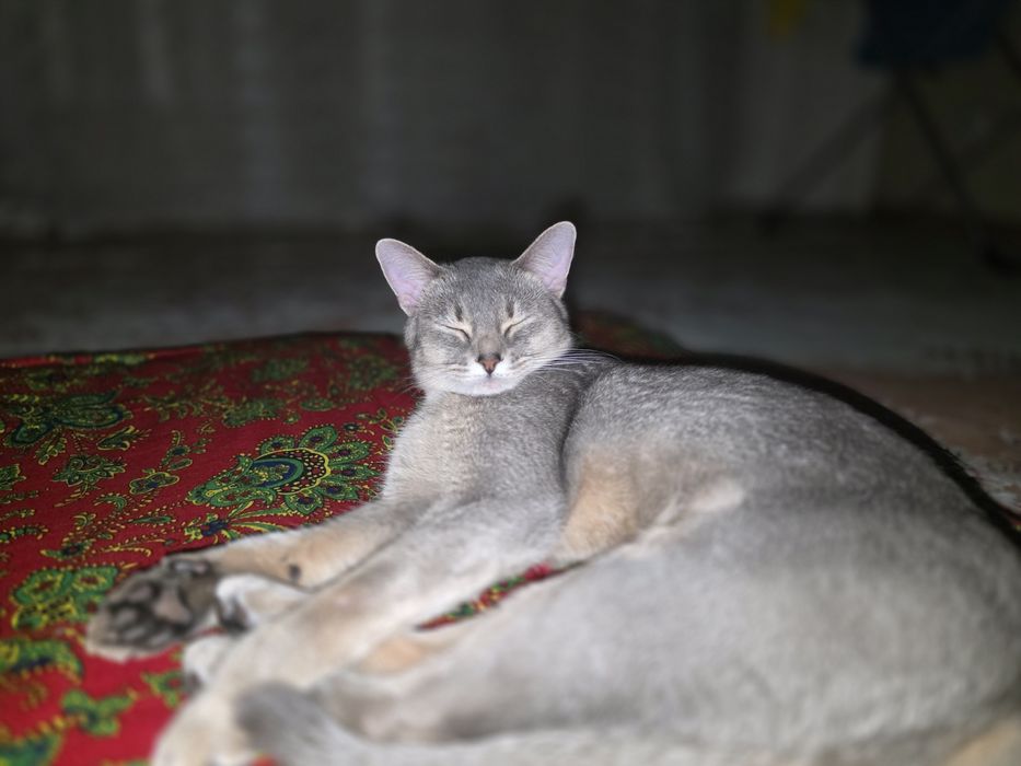 Абиссинская кошка