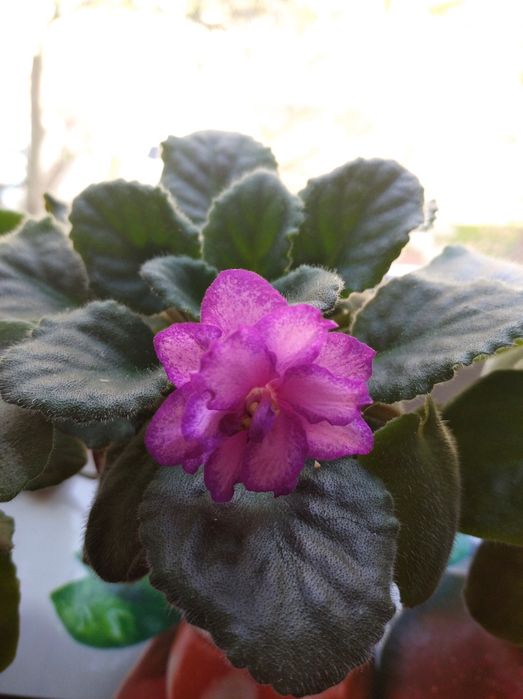 Красивые фиалки к 8 марта