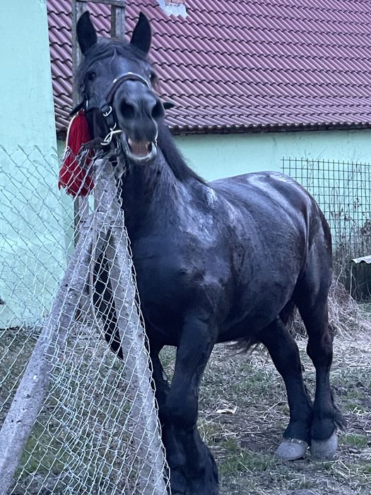 Vand manza de 3 ani cu manz mic si montată la 9'zile