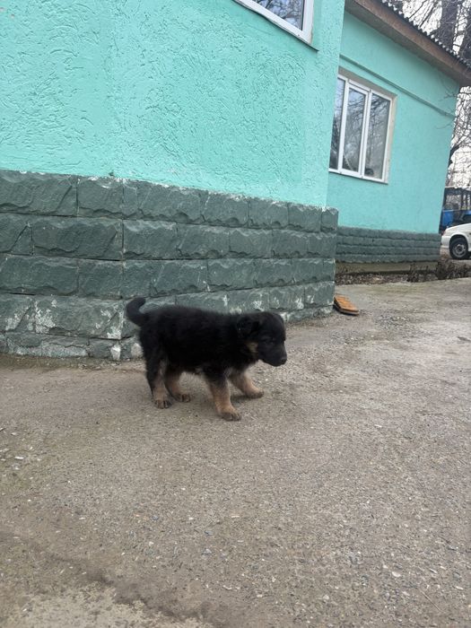 Овчарка кушиктер