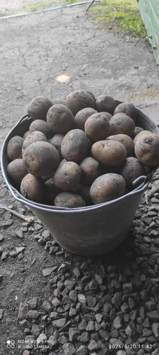 Картофель семенной
