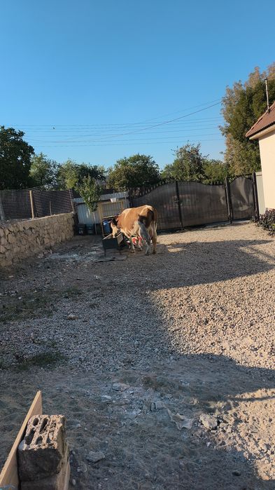 Vaca cu vitea de vânzare