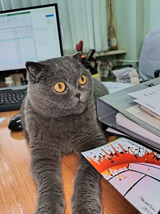 Отдам кошечку в добрые руки