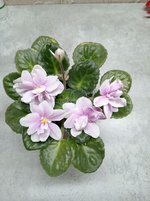 Комнатные цветы фиалки