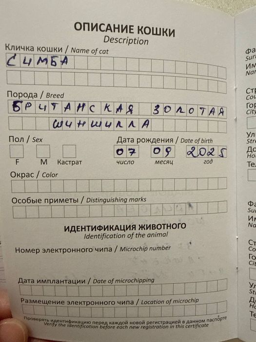 Koshki 2 shtuki Zolotaya britanskaya Shinshilla