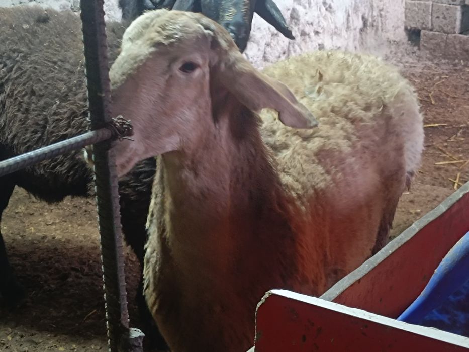 Қӯйлар сотилади 3 дона