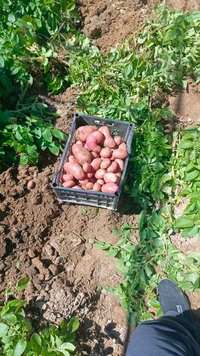 Yangi Qizil kartoshka