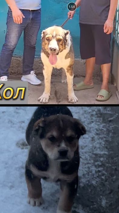 Продам щенка 1 мес