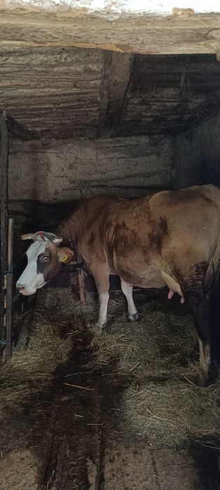 Vaci de vânzare una cu vițel cealaltă gestantă