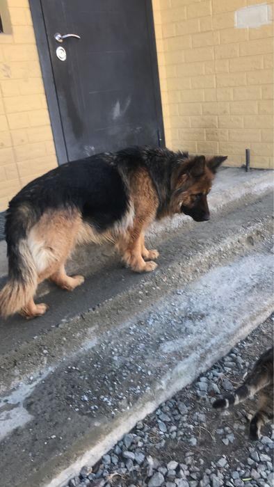 Потерялась немецкая овчарка