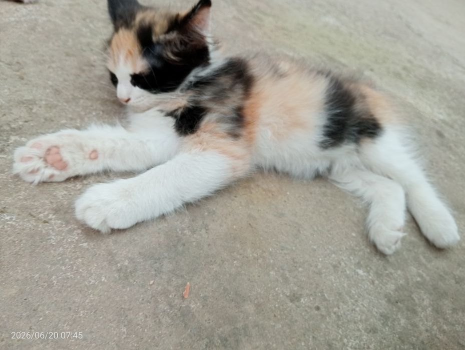 Котята / Мушукчалар